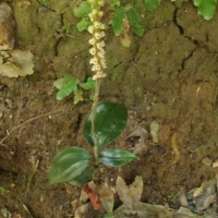 Hetaeria gardneri (Thwaites) Trimen